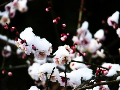 梅花傲雪