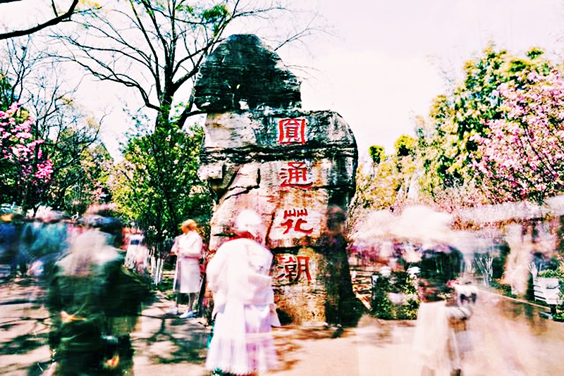 昆明圓通山公園花海