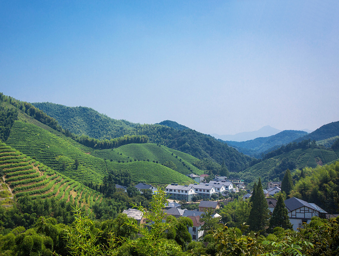 徑山禪村采茶區(qū)